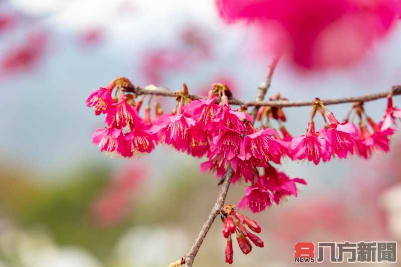 2025年信義鄉櫻花季「花與茶的饗宴」盛大開幕