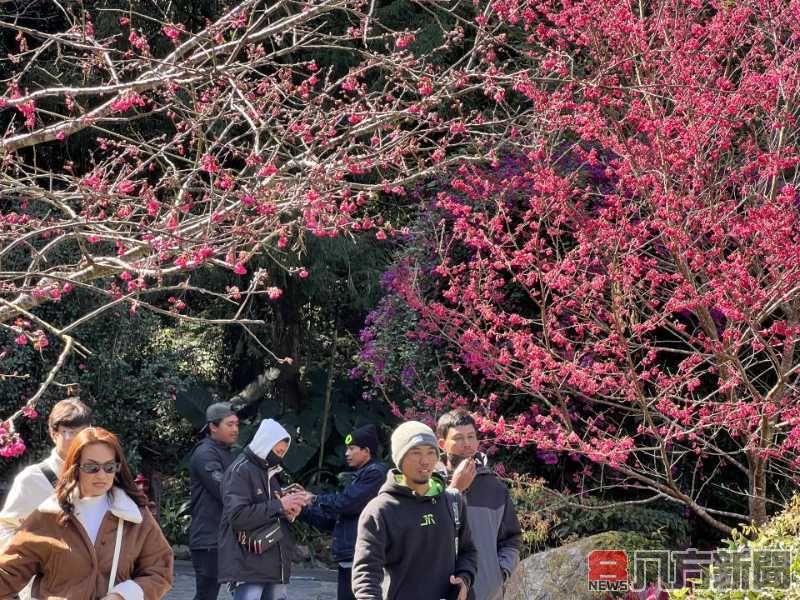 九族櫻花祭啟動 六千株櫻花接力綻放 夜舞祭火舞點燃春夜