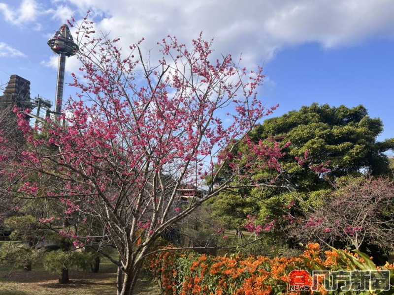 九族櫻花祭25周年 櫻花與茶香交織浪漫氛圍