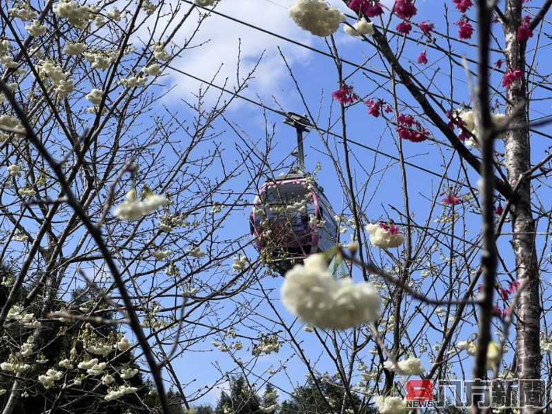 九族櫻花祭25周年 櫻花與茶香交織浪漫氛圍